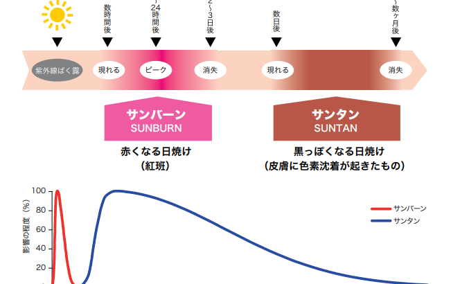 生まれつき 日焼けで肌が赤くなる人と黒くなる人の違いと